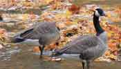 ducks in the water at cascade park